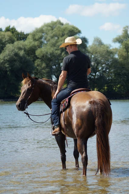 Braunes Pferd mit Reiter steht im Fluss.