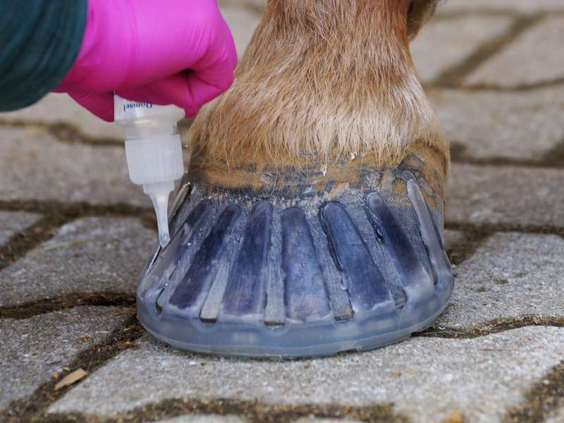 Il maniscalco sigilla le linguette del colletto adesivo sullo zoccolo con adesivo