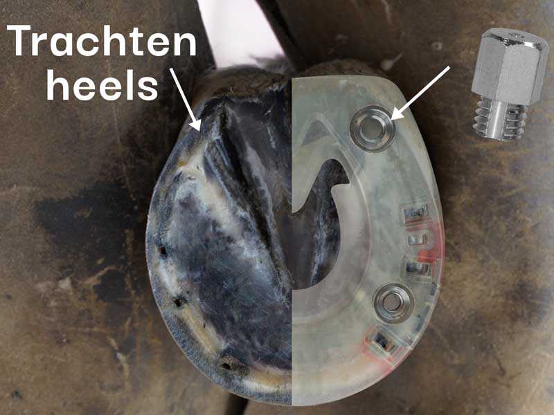 Illustration of the correct position of studs on the hoof
