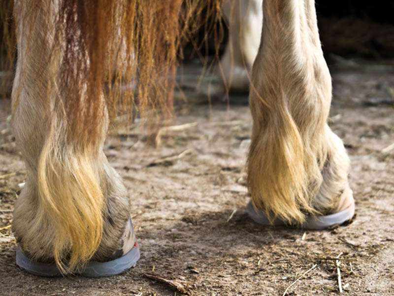 Herraduras de poliuretano en los cascos de un caballo de color marrón claro