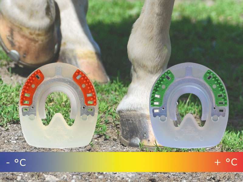 Caballo montando en un prado, herrajes de plástico y variación de temperatura en relación con el desgaste.
