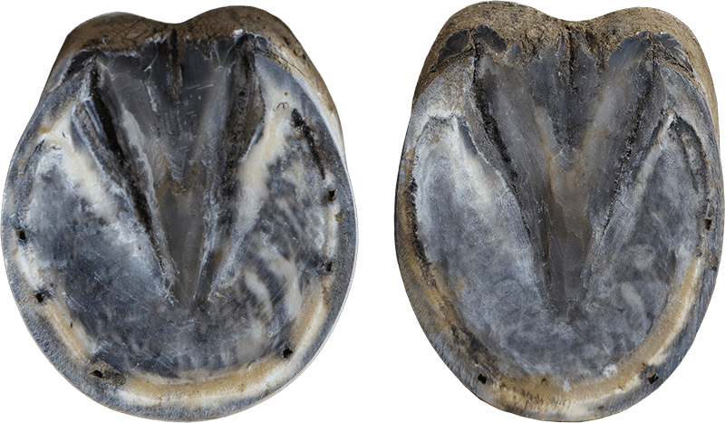 round and oval hoof - pre-cut, ready for shoeing