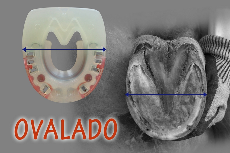 Casco ovalado - pre-cortado, listo para el herraje, con la herradura correspondiente; una flecha marca el punto más ancho del casco y la herradura