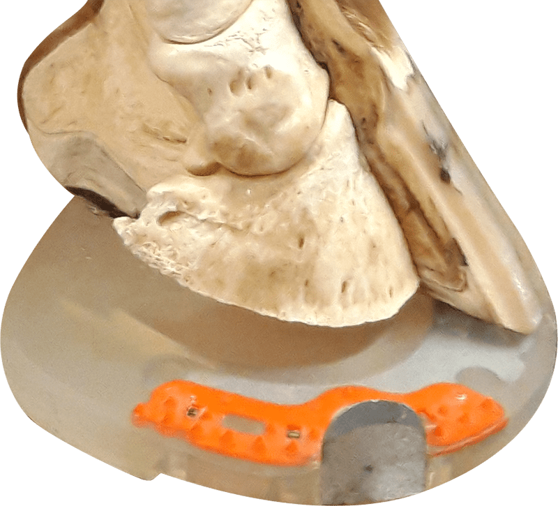 coffin bone and composite horseshoe