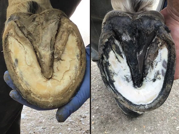 Foto di due zoccoli in condizioni molto diverse: uno trattato con Artimud&reg;, l’altro no.