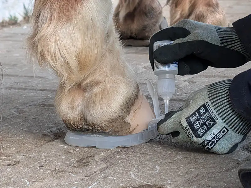 Une maréchale-ferrante colle une manchette Wolf Busch® Basic sur un sabot postérieur de cheval. Elle écarte une languette du sabot et applique la colle instantanée Marston Domsel Blitzschnell.
