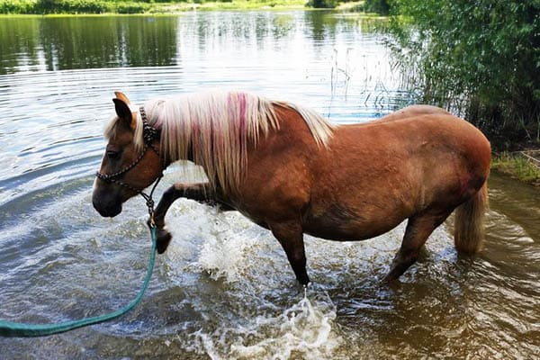 Pferd im Fluss.