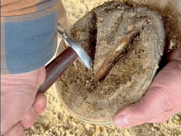 Il maniscalco pulisce le lacune del fettone con la punta del nettapiede.