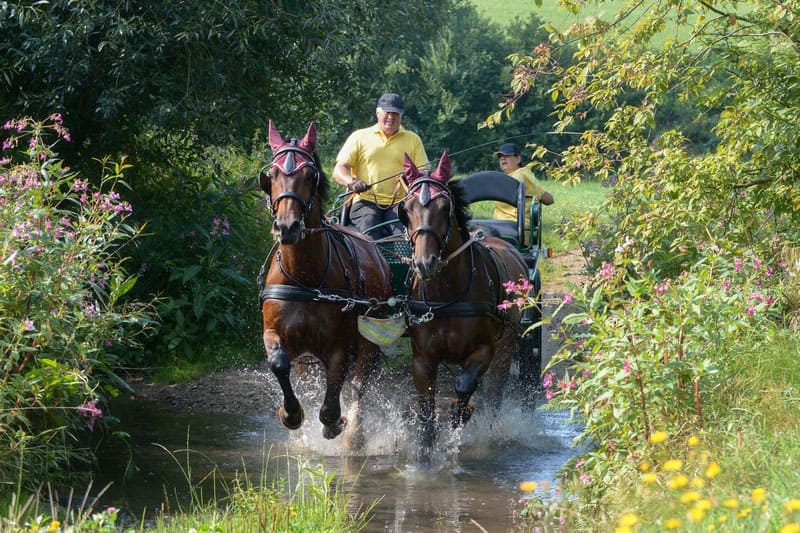 dos caballos Moritzburg al galope tiran de un carruaje a través de un arroyo