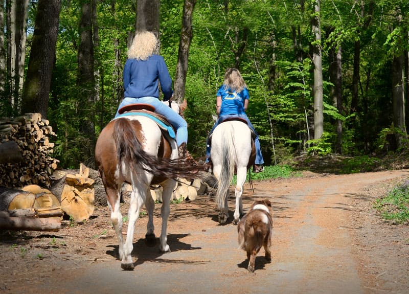 Dos jinetes de ocio recorren el bosque en verano, acompañados por un perro