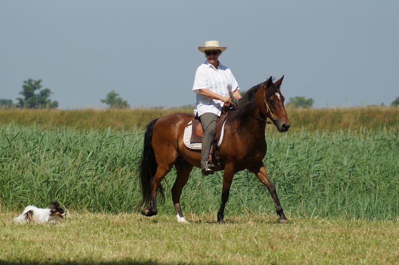 Una jinete monta un caballo castrado de Paso Fino en un prado