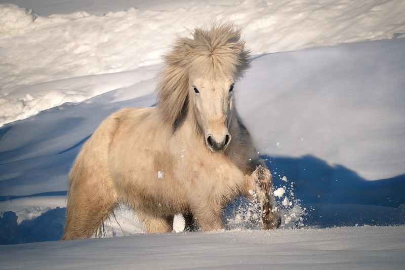 un caballo blanco islandés en la nieve