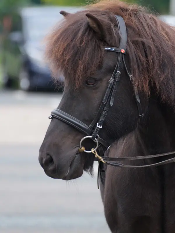 Profile view of a black Icelandic horse wearing a bridle before riding on the oval track.