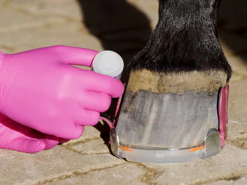 Una maniscalca applica la colla su una linguetta adesiva rosa della ferratura incollata per fissare una ferratura con barbette allo zoccolo del cavallo.