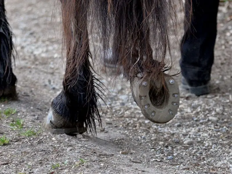 Inquadratura dettagliata di uno zoccolo ferrato con un ferro composito e dotato di ramponi antiscivolo. Il cavallo cammina su un sentiero sterrato in campagna.