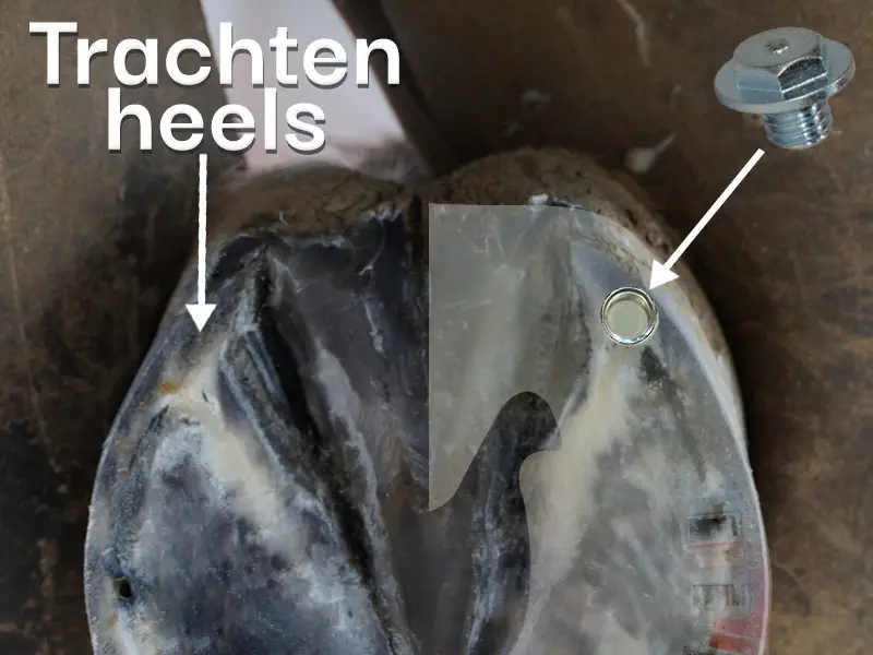 Bei einem ausgeschnittenen Pferdehuf zeigen Pfeile auf die Trachten und die richtige Position für die Stollen am Pferdehuf.
