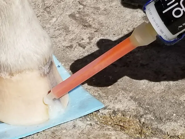 L’operatore riempie una fessura nella parete dello zoccolo con la colla poliuretanica bicomponente SHUFIX.