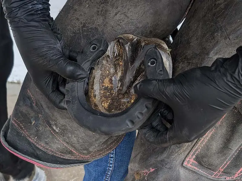 Il maniscalco indossa guanti e posiziona il GluShu sullo zoccolo del cavallo preparato. Allarga leggermente le linguette adesive laterali.