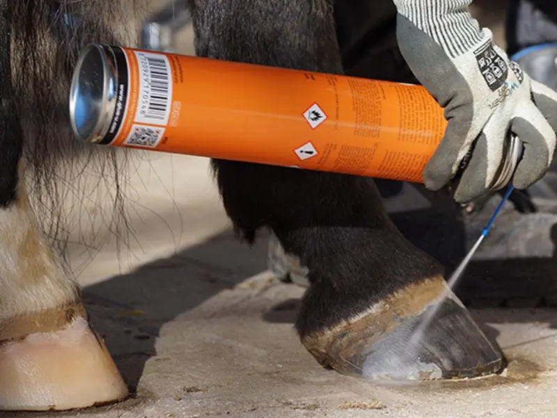 Il maniscalco prepara lo zoccolo per l’incollaggio con GluShu. Per sgrassare spruzza ShuCleaner di Glue-U sullo zoccolo.