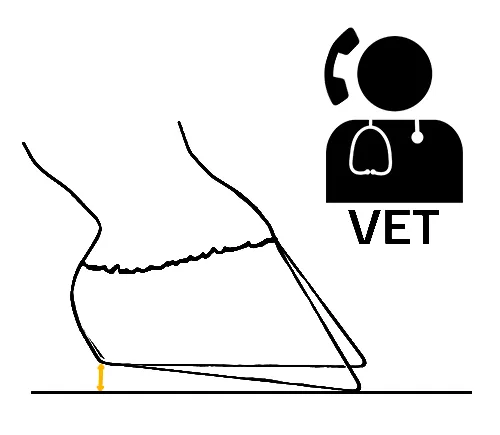 Rehaussement des talons avec un symbole vétérinaire afin d’indiquer que, dans le cas d’une ferrure avec talonnette visant à modifier l’angle du sabot, le vétérinaire doit être impliqué.