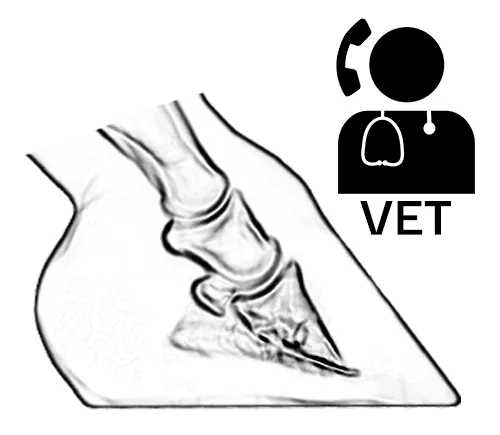 Radiographie d’un sabot avec un symbole vétérinaire, afin d’indiquer que, dans le cas d’une ferrure en cas de fourbure, le vétérinaire doit être impliqué.