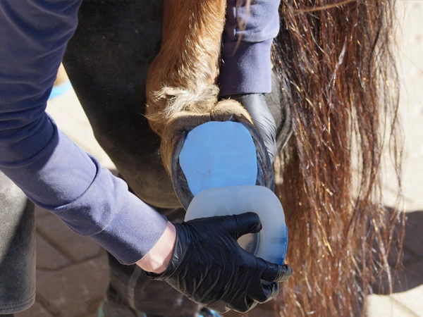 Il maniscalco sta posizionando la piastra di base sullo zoccolo posteriore del cavallo. Sullo zoccolo ha già distribuito un inserto modellabile.