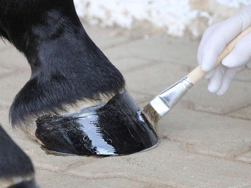 After barefoot trimming, the farrier applies a hoof care product to the hoof.
