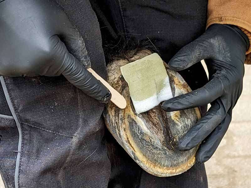 The horse owner treats the horse's frog with frog balm pads while wearing black disposable gloves.