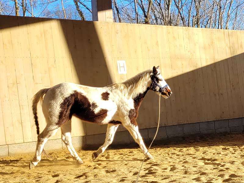  A horse is being lunged in the arena