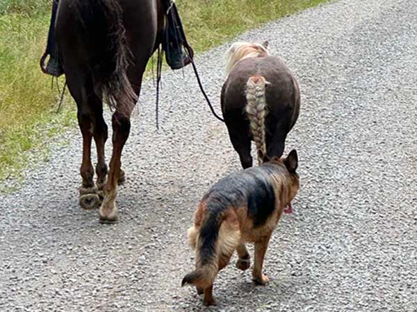 Reiterin mit Handpferd und Hund beim Ausreiten auf einer Teerstraße