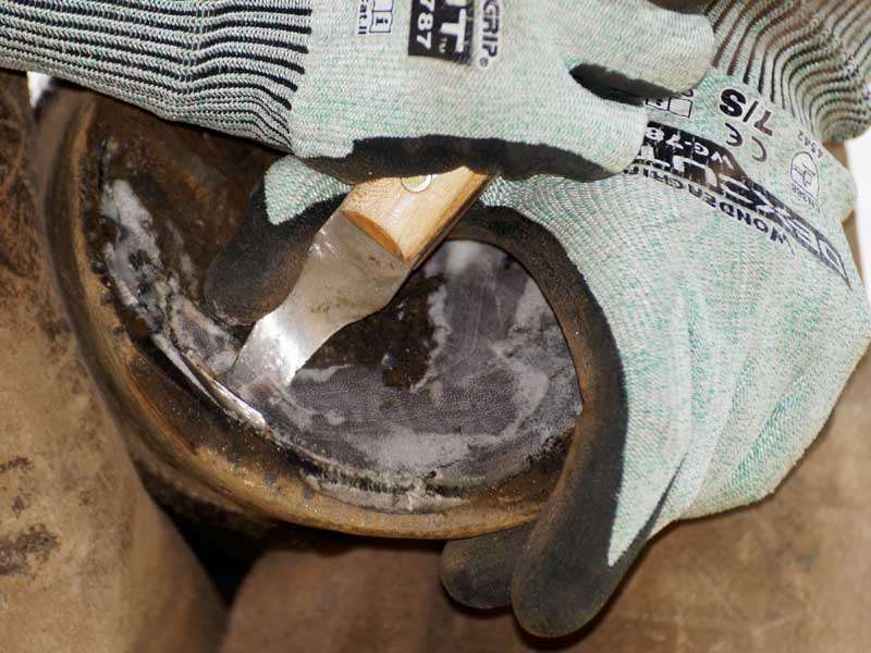 Farrier's Hand during Barefoot Trimming with the Hoof Knife Using Wonder Grip&reg; Dexcut WG-787 Cut-Resistant Gloves