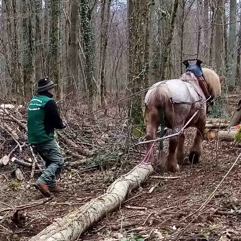cavallo a sangue freddo trascina un tronco d'albero attraverso la foresta