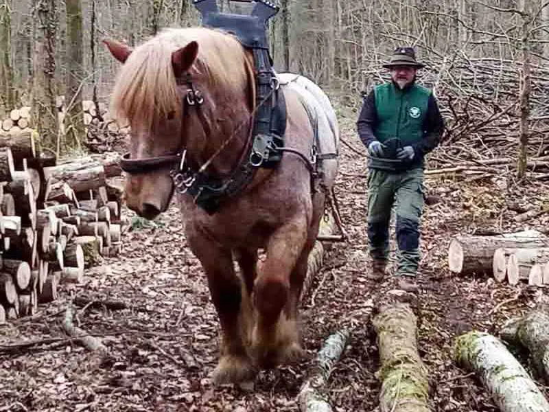 Esbosco - un cavallo con una ferratura che ammortizza durante il lavoro forestale