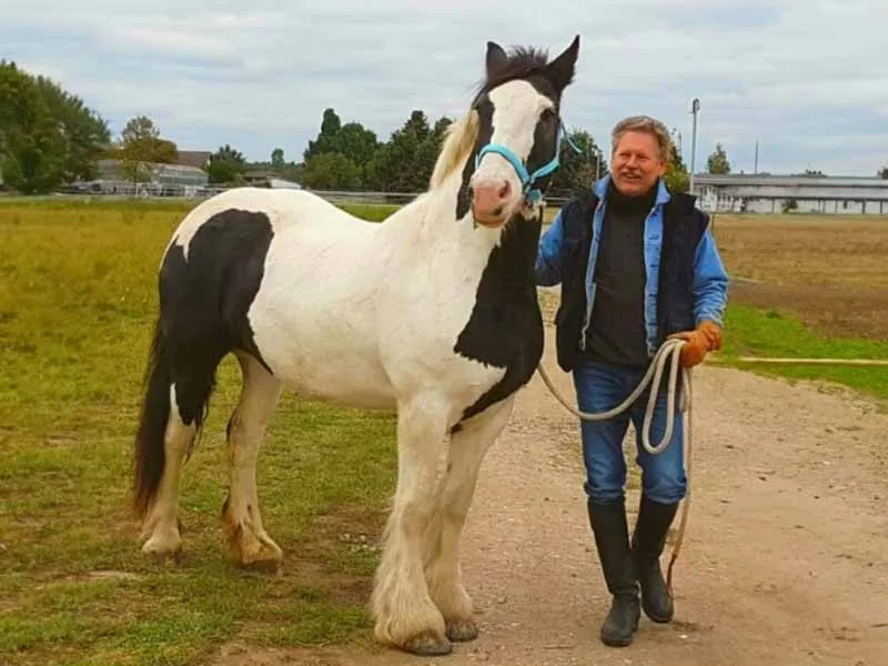 Clydesdale con protezione dello zoccolo incollata