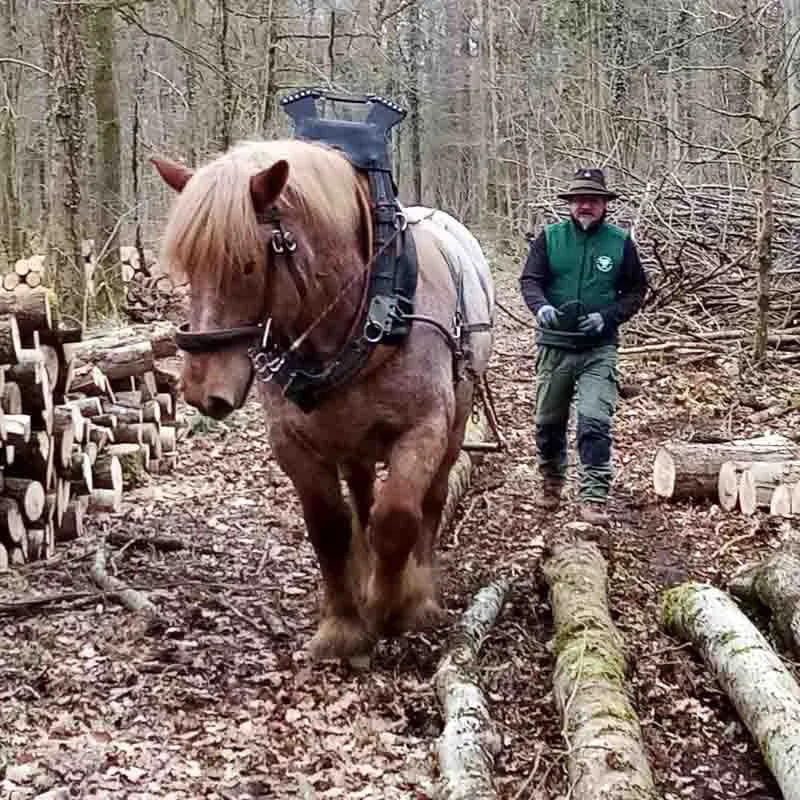 cavallo durante il lavoro di esboscp con la ferratura Heavy Duty Shoes