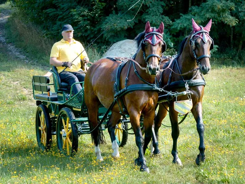due castroni Moritzburg tirano una carrozza verde nel prato, il cocchiere indossa una camicia gialla