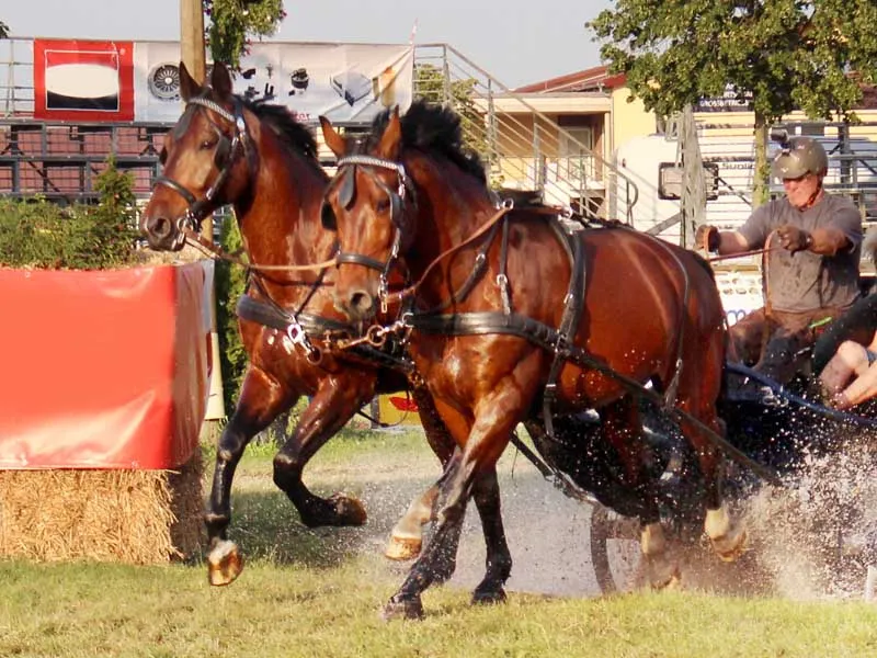 due cavalli trainano una carrozza attraverso un fossato presso i Titani dell'ippodromo di Brück