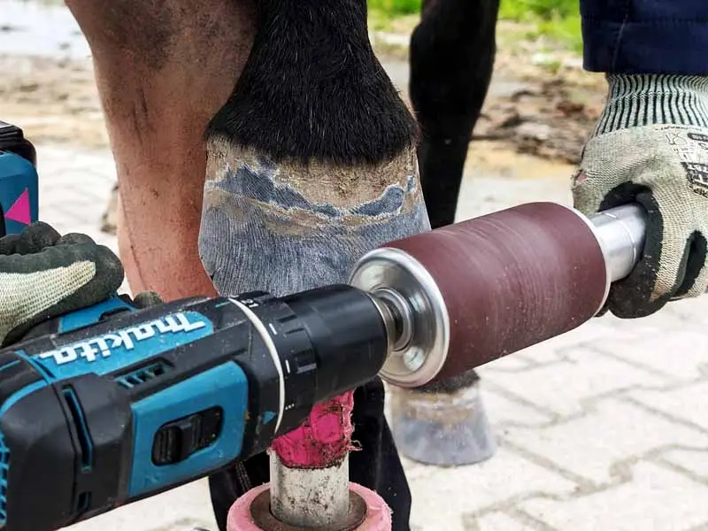 l maniscalco affila lo zoccolo del cavallo con l'hoof buffer