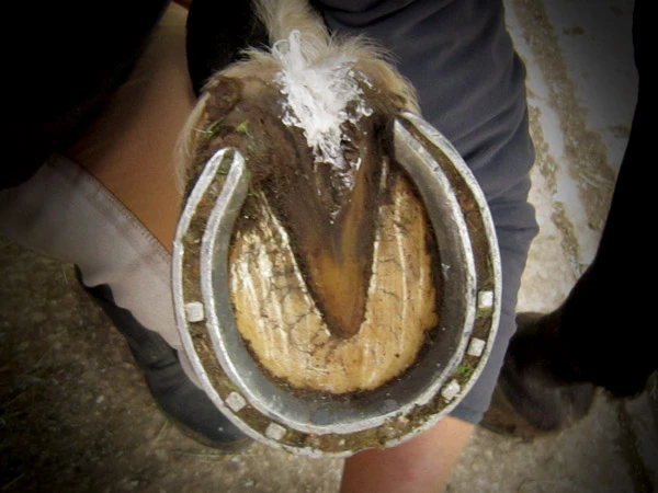 Zoccolo ferrato trattato con Hoof-Stuff&reg; di Red Horse&reg;.