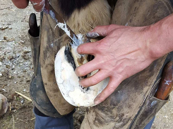 Hoof-Stuff applicato in una cavità dello zoccolo.