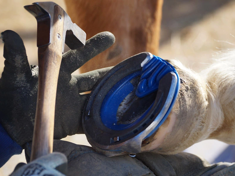 Una maniscalca inchioda un ferro di cavallo su uno zoccolo con un inserto blu ammortizzante. Si vede la testa del martello per ferratura in movimento.