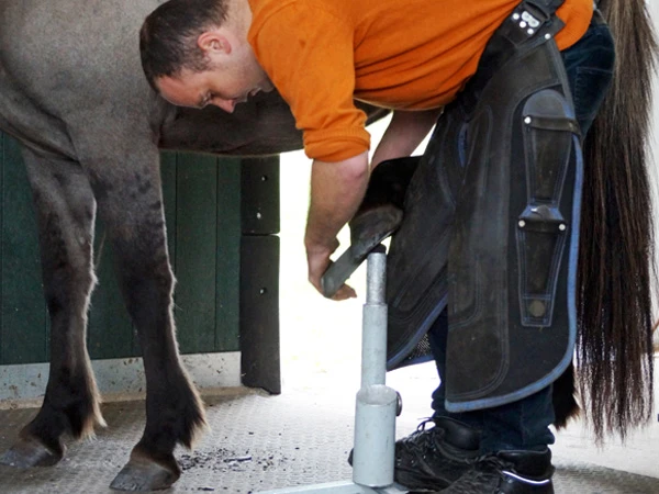 Lo zoccolo posteriore del cavallo appoggiato sul cavalletto Blacksmith in alluminio durante il pareggio naturale.