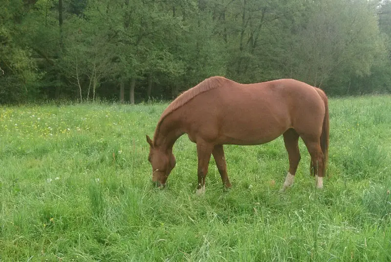 Pferd auf Wiese.