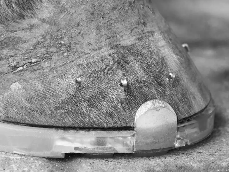 Primo piano di uno zoccolo ferrato con un ferro convenzionale rivestito in materiale sintetico. Il ferro ha le linguette laterali già applicate alla parete dello zoccolo, ma non è ancora ribattuto.