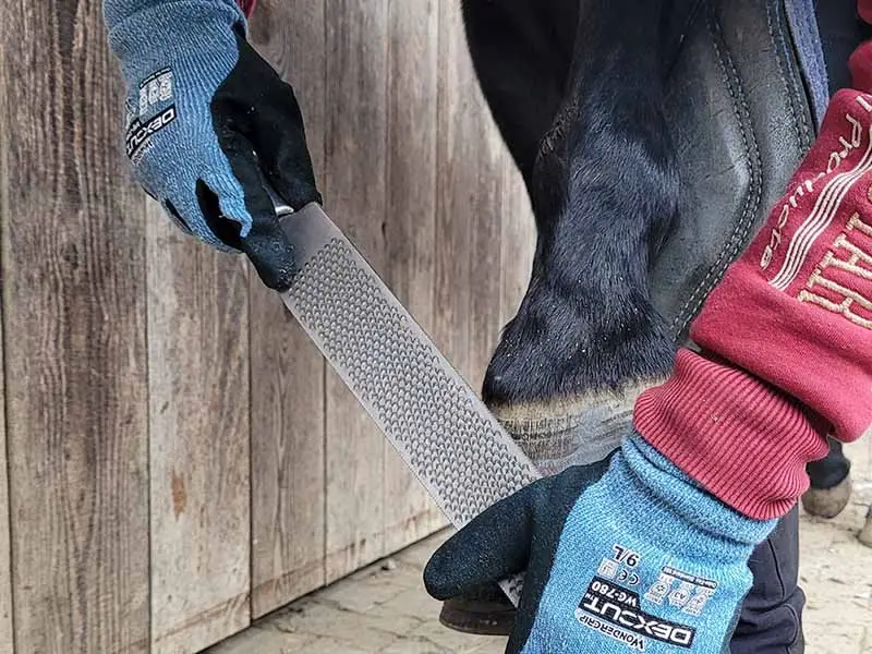 Un maniscalco sta lavorando su uno zoccolo anteriore posizionato su un cavalletto poggiapiede, indossando i guanti invernali WonderGrip con protezione antitaglio.