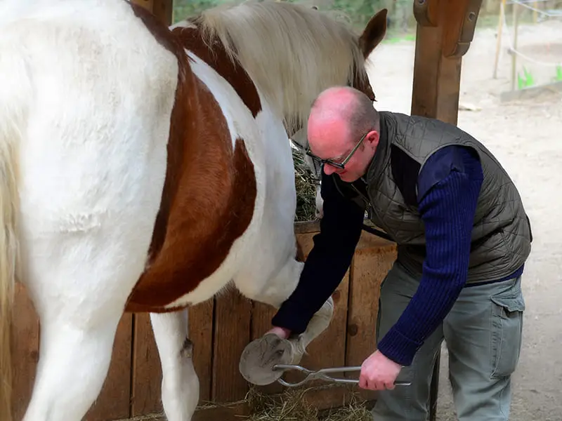 Veterinario con tenaglia esploratrice in caso di sospettata laminite.