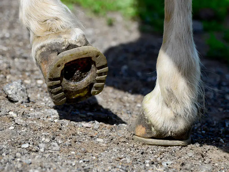 Primo piano degli zoccoli di un cavallo ferrato con ferri aperti in punta. Sta camminando al passo su un sentiero ghiaioso accanto a un prato verde.