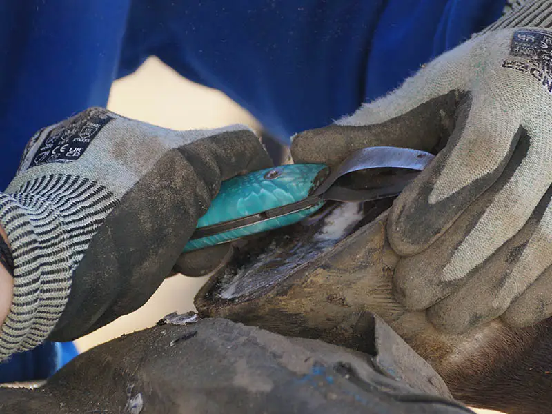 Una herradora recortando el casco de un caballo con una legra Luwex Loop de color turquesa.