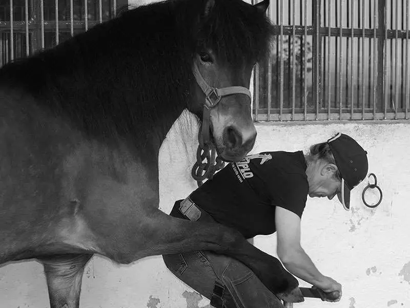 Il maniscalco al lavoro sugli zoccoli scalzi anteriori di un cavallo islandese