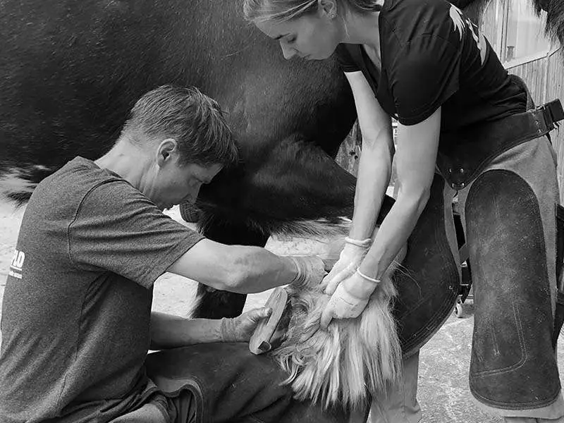 Un maniscalco controlla l'adattamento di un ferro di cavallo composito con barbette sullo zoccolo del cavallo. Un'altra persona prende in mano lo zoccolo.